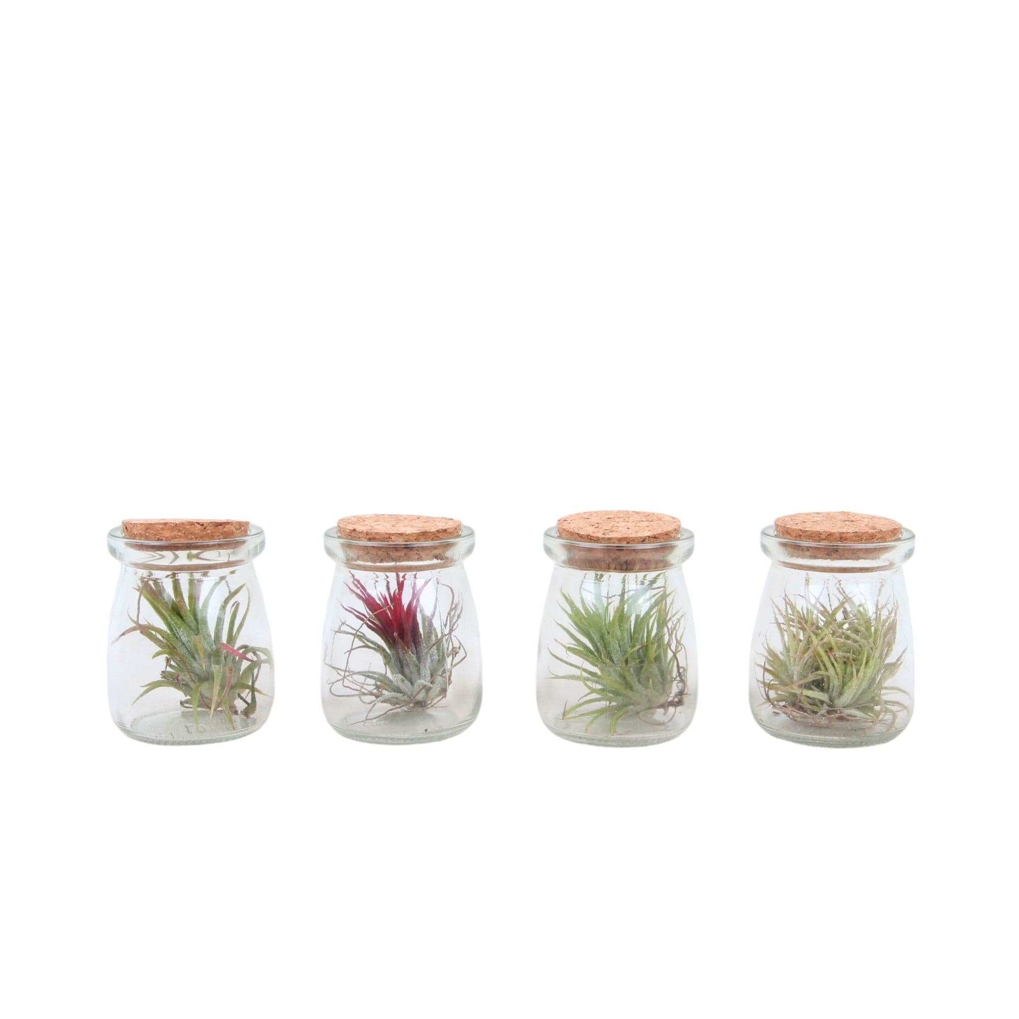 Air Plant Terrariums