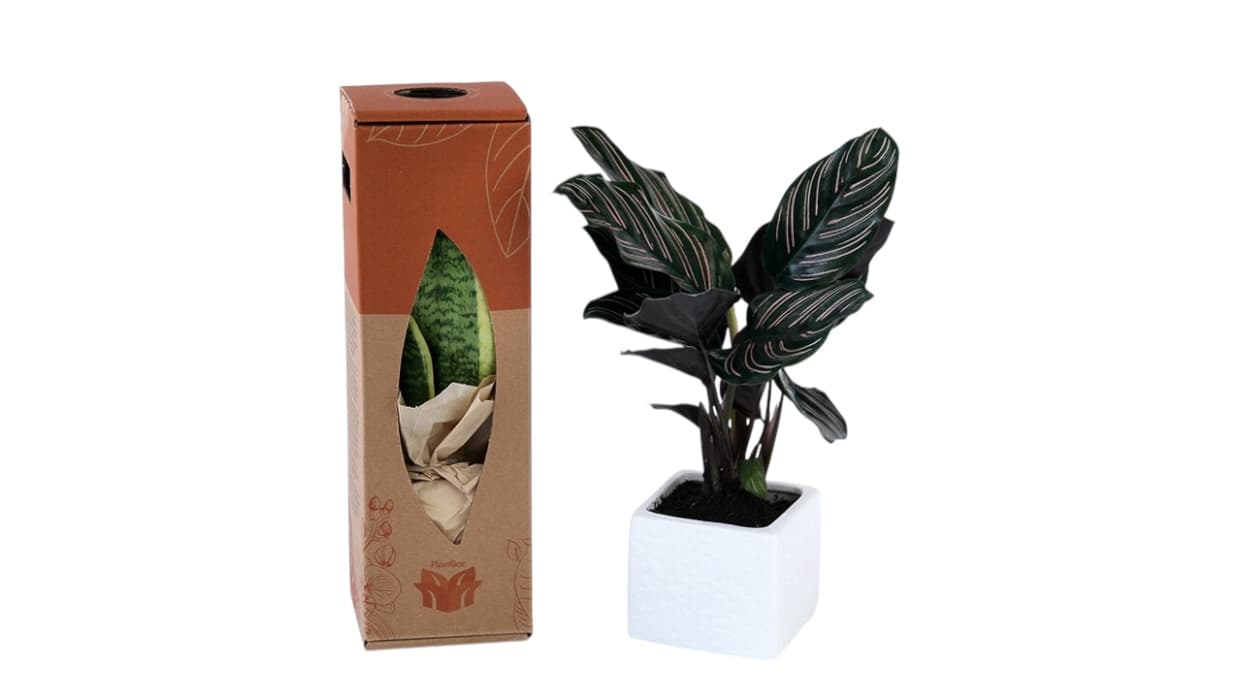 Tropical foliage plant in branded gift box, employee recognition gift Greece