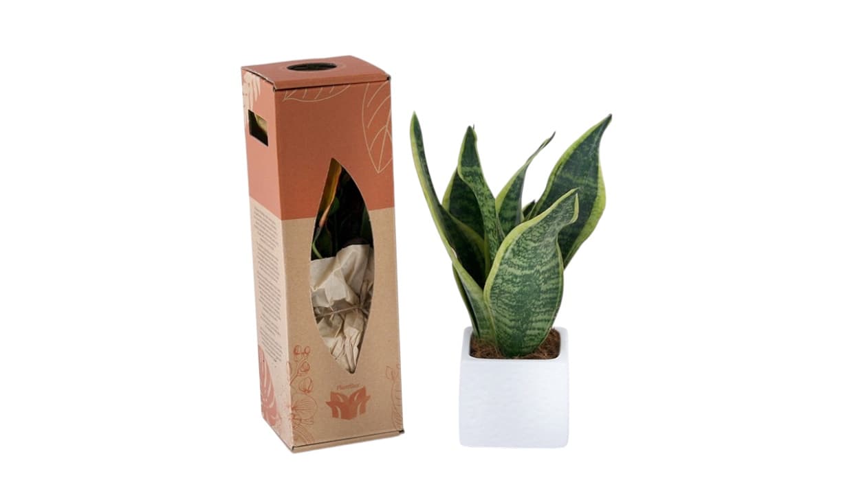 Sansevieria snake plant in white ceramic pot, corporate gift set Greece