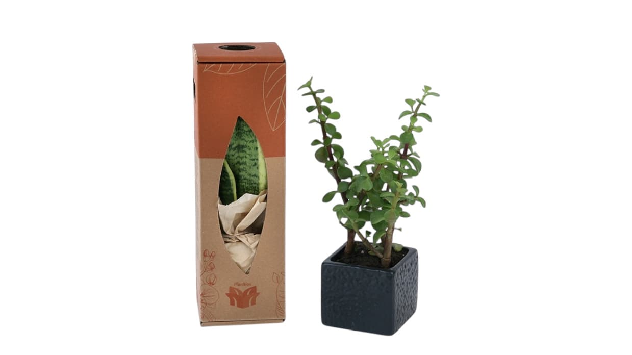 Succulent arrangement in custom-branded pot, bulk event gift Greece