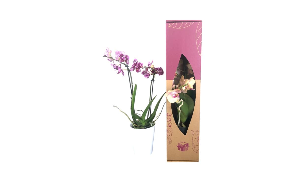 Blooming Kalanchoe in branded ceramic pot, seasonal corporate plant gift