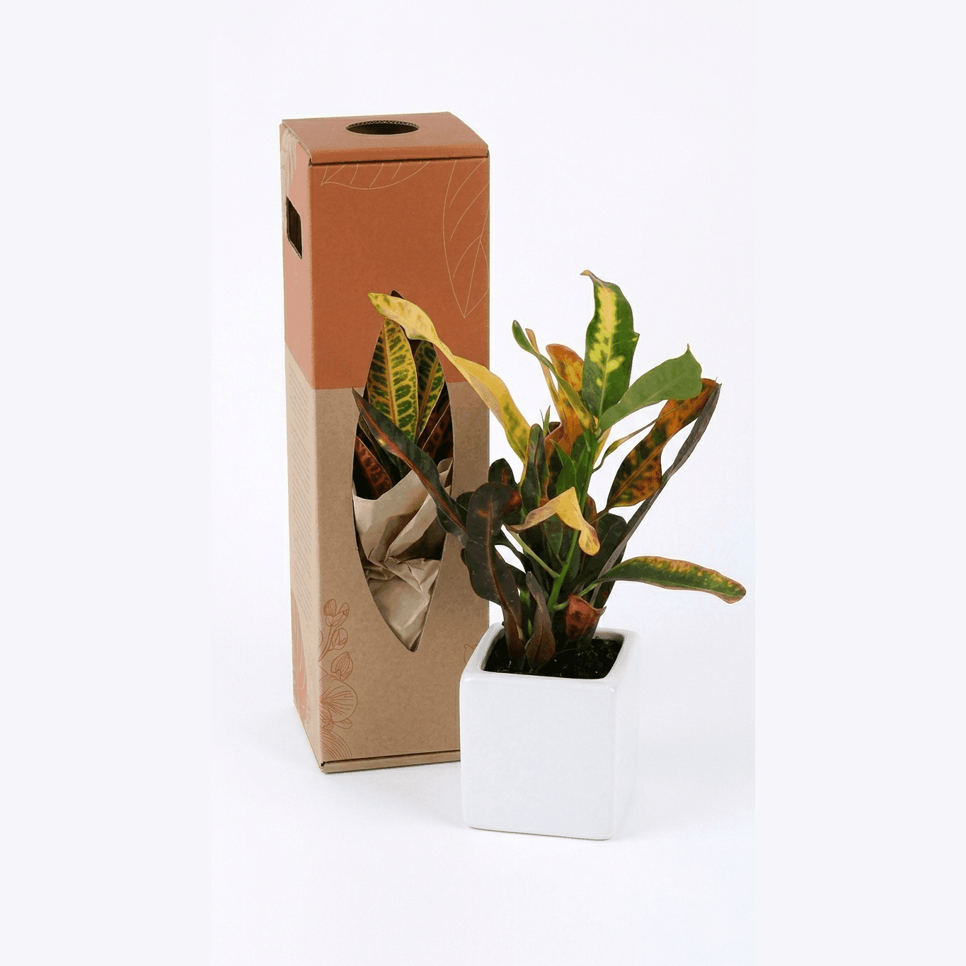 Croton Gift Box