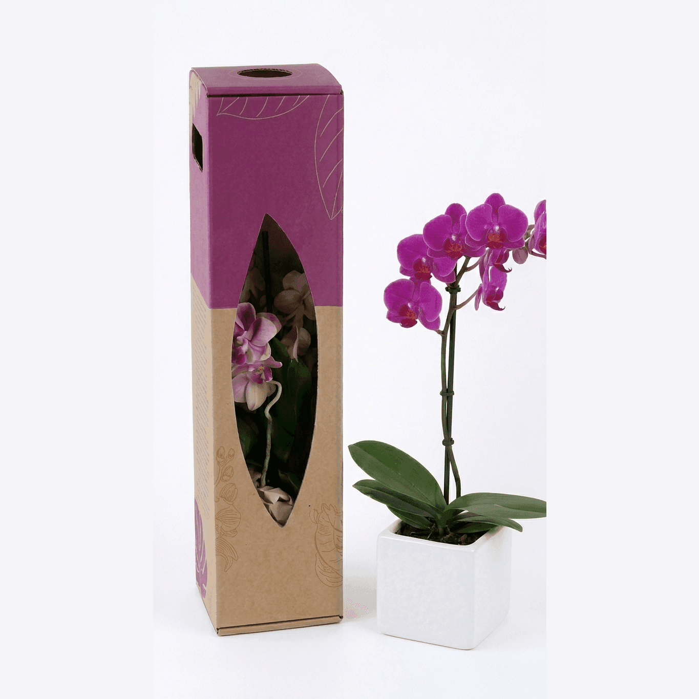 Orchid Gift Box