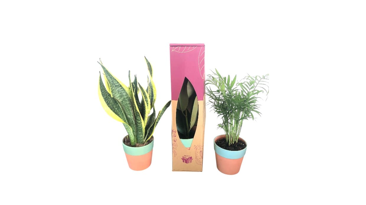 PlantBox plant display stand for retail and reselling partners