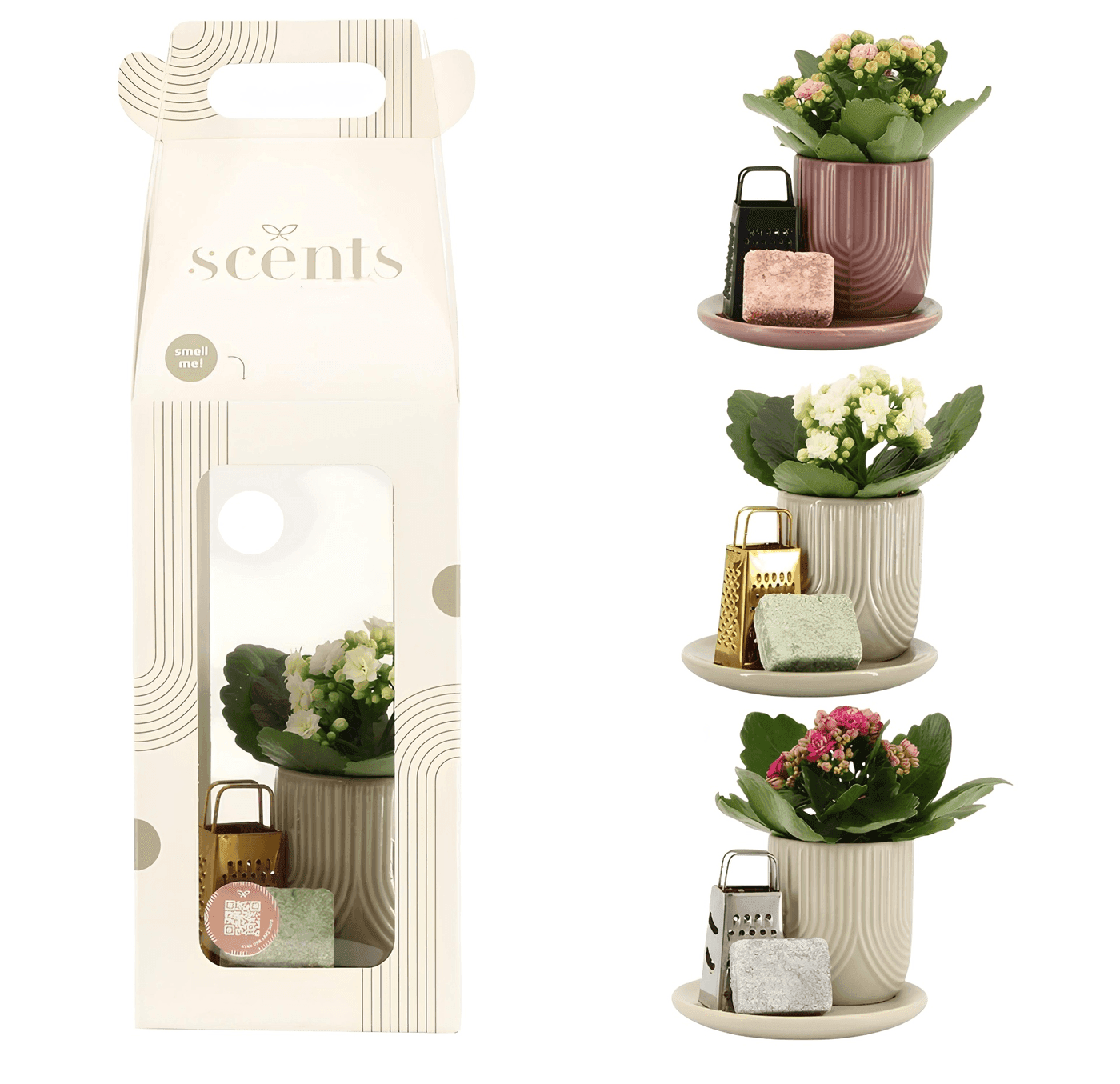 Scents Plant Collection
