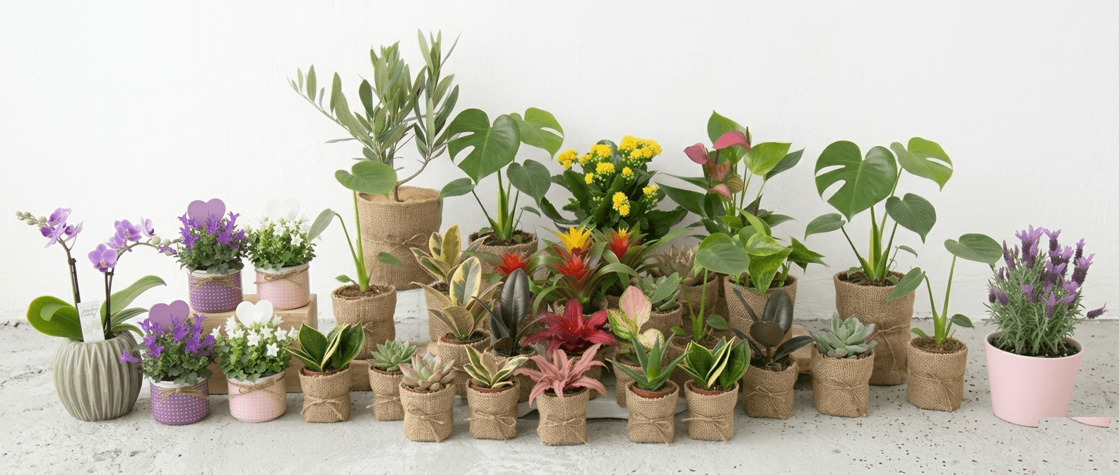 Baby plant collection for wedding and baptism favors
