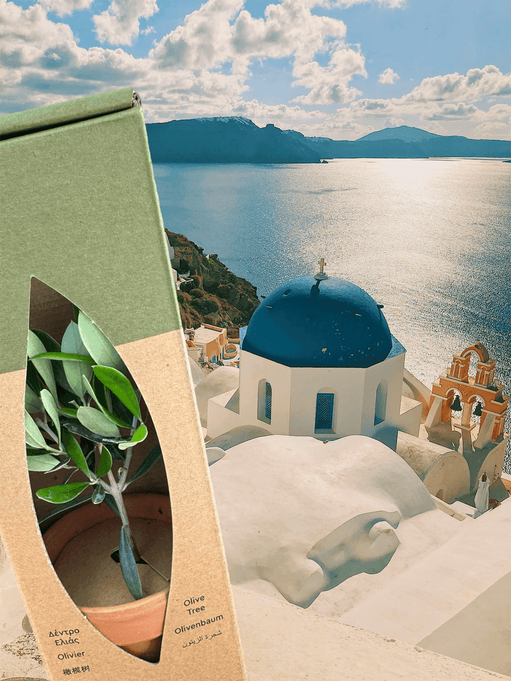 PlantBox olive tree with Santorini view